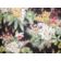 MOUNTAIN GREENERY thumbnail