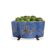 ZEBRAS QUATREFOIL PLANTER thumbnail