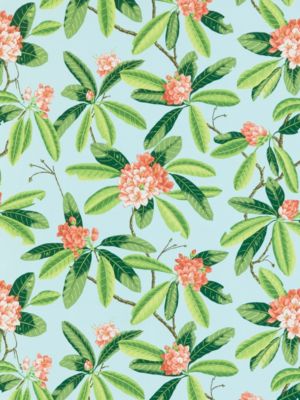 RHODODENDRON - OUTDOOR