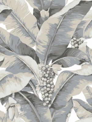PARADISIO PALM