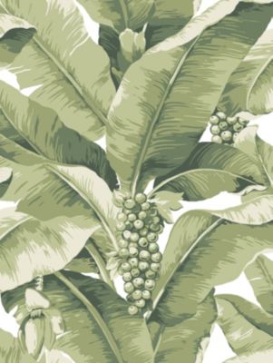 PARADISIO PALM
