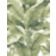 PARADISIO PALM thumbnail
