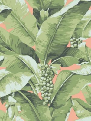 PARADISIO PALM