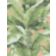 PARADISIO PALM thumbnail