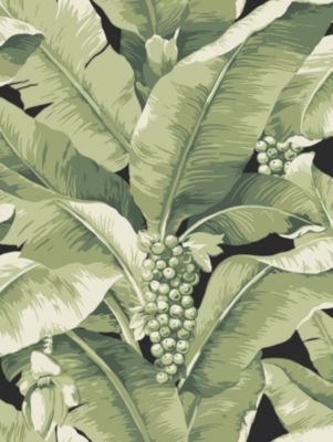 PARADISIO PALM