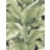 PARADISIO PALM thumbnail