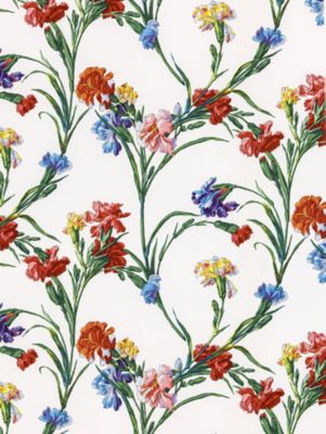 DIANTHUS