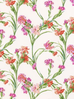DIANTHUS