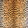 TIGER - SILK thumbnail