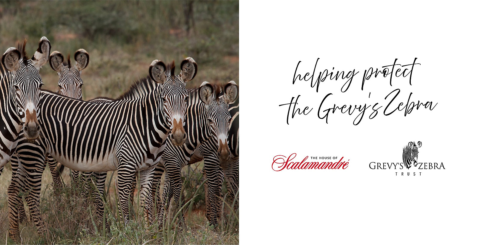 Helping Protect the Grevy’s Zebra