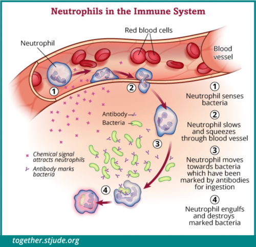 Absolute Neutrophil Count Anc And Neutropenia Together 8277