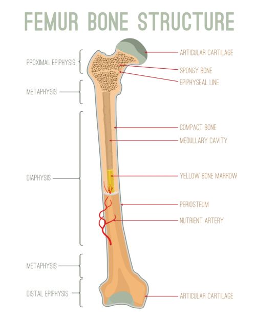 Avascular Necrosis (AVN) / Osteonecrosis - Together