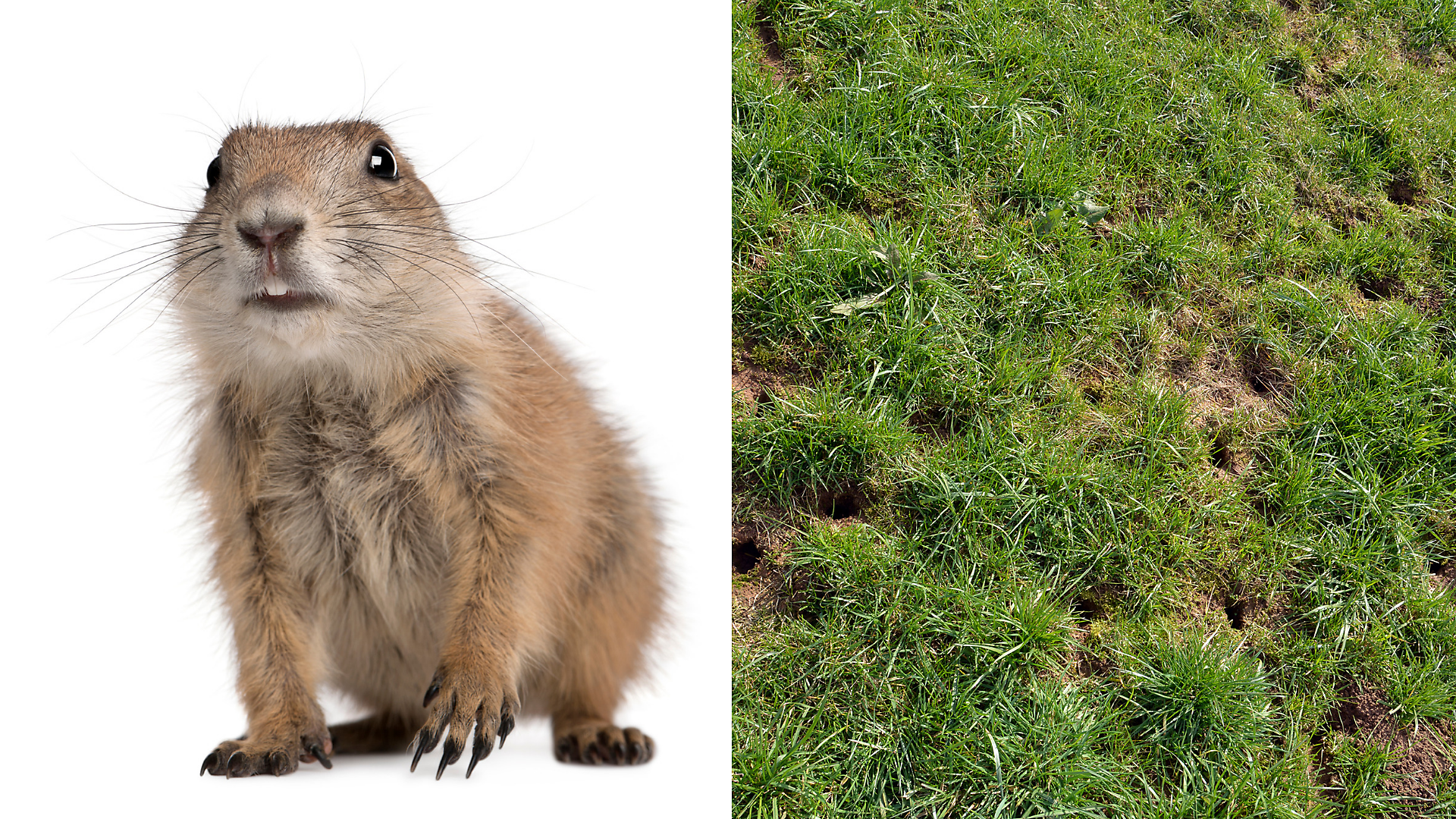 Tips For Identifying Moles Voles And Gophers,Hot Buttered Rum Batter