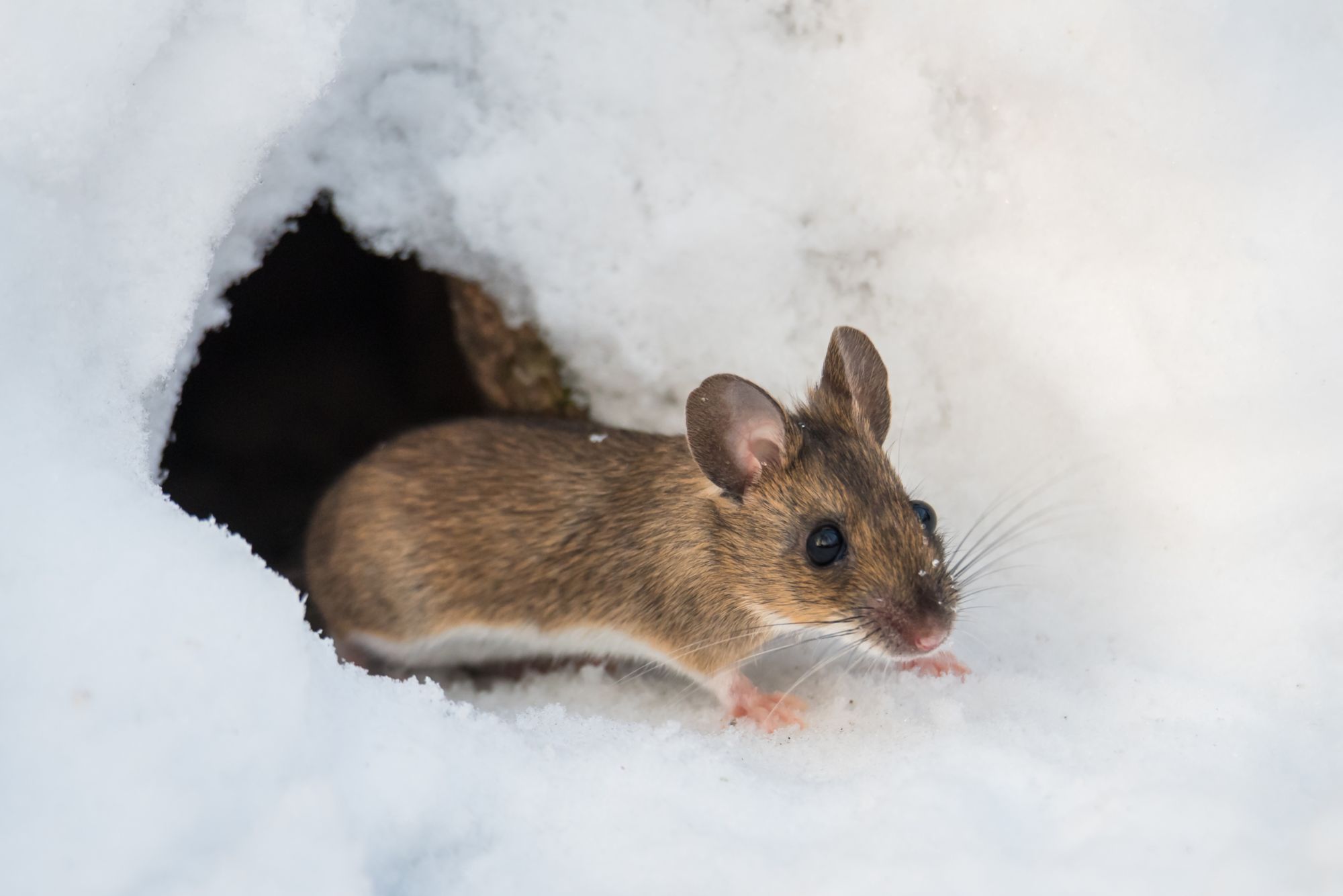 What Is Rodent Season And How Long Does It Last