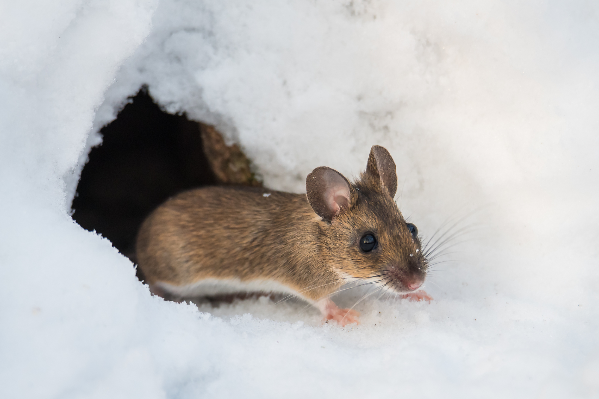 What Is Rodent Season and How Long Does It Last?