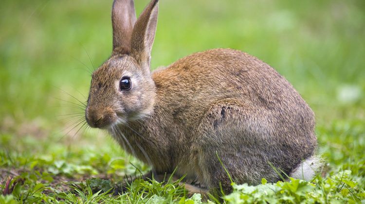 How To Keep Rabbits Out Of Your Yard