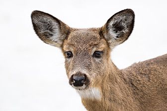 deer behavior
