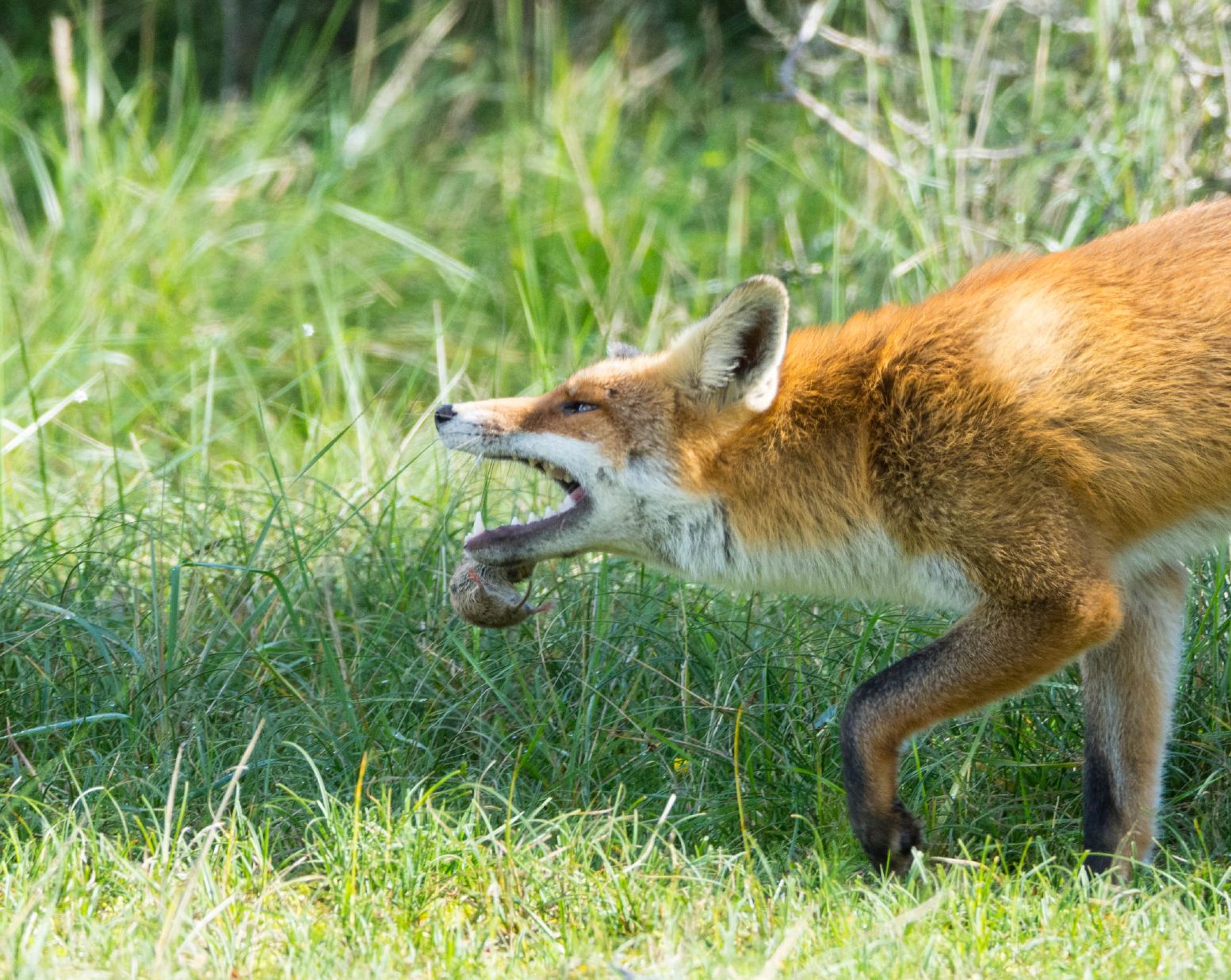 How to Get Rid of Foxes Fox Removal Havahart®
