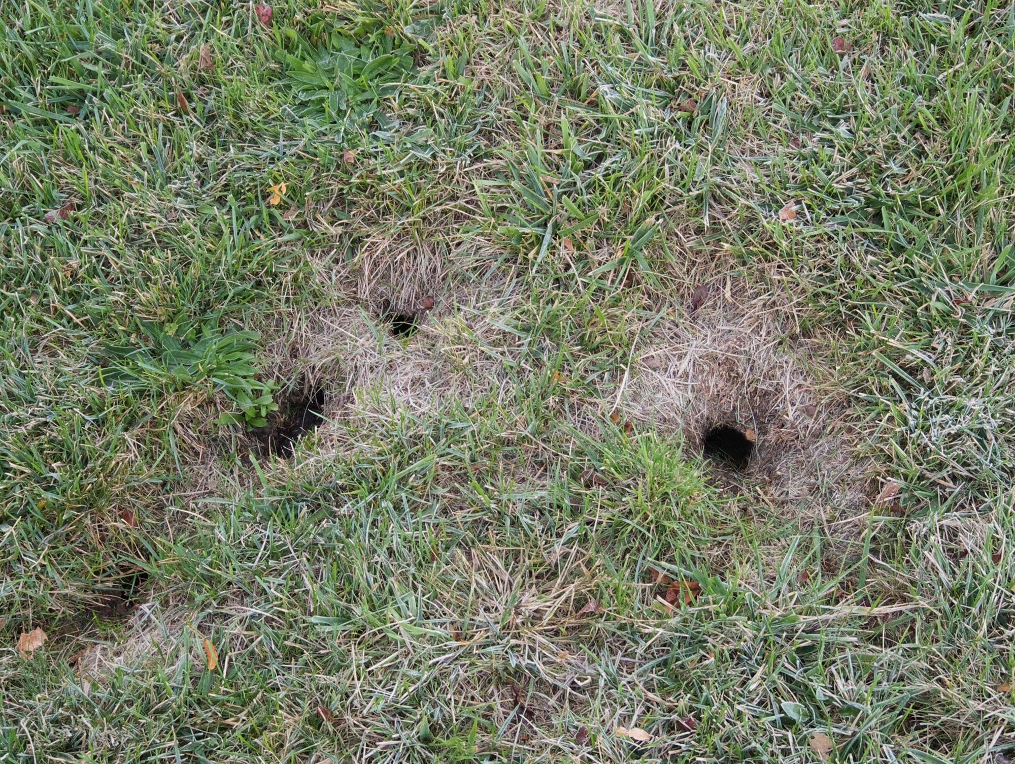 How to Get Rid of Gophers | Gopher Removal | Havahart®