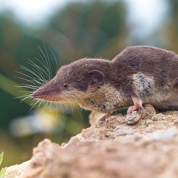 Facts About Shrews Shrew Facts Havahart Us