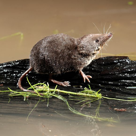 Facts About Shrews Shrew Facts Havahart Us