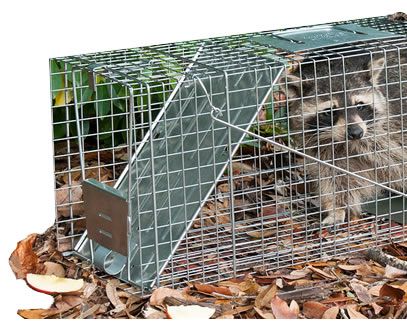 How to safely release a raccoon from a live trap How To Trap Raccoons Raccoon Trapping Havahart