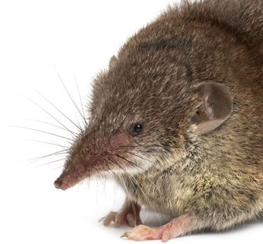 Facts About Shrews Shrew Facts Havahart Us