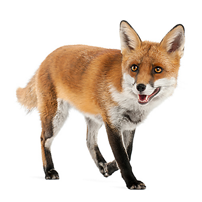 How To Get Rid Of Foxes Fox Removal Havahart