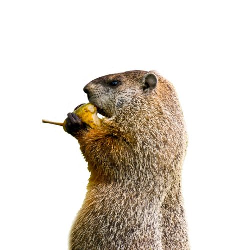 How To Get Rid Of Groundhogs Groundhog Removal Havahart