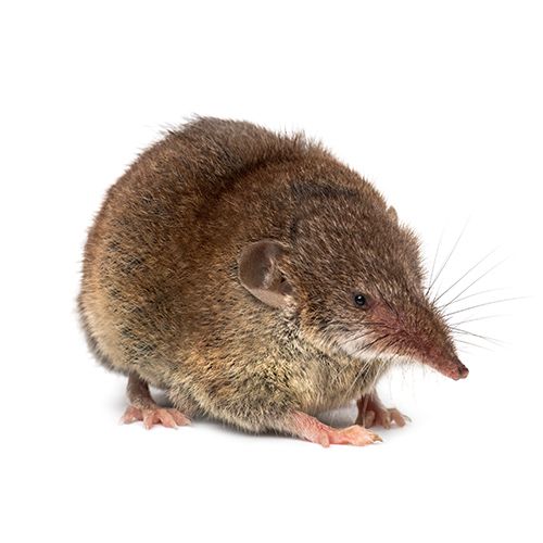 Facts About Shrews | Shrew Facts | Havahart US