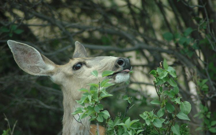 17 Solutions To Keep Deer Off Your Property