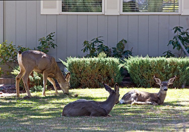 keep deer out of garden