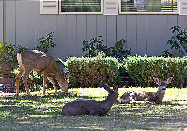 How do you get rid of deer in your yard 5 Plants That Attract Deer To Your Yard Deer Food Deer Garden Food Plots For Deer