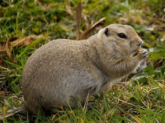 Is Your Yard an Animal Attractant?