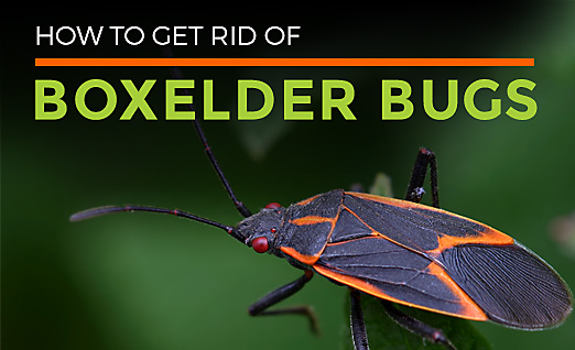 All About Boxelder Bugs