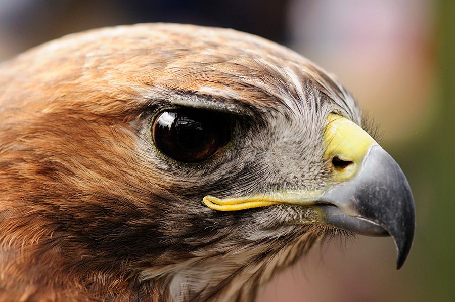 Species Spotlight Red Tailed Hawk