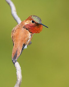 territorial rufous hummingbird flare gorget