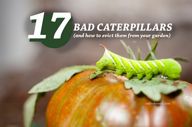 How To Tell Good Caterpillars From Bad Caterpillars