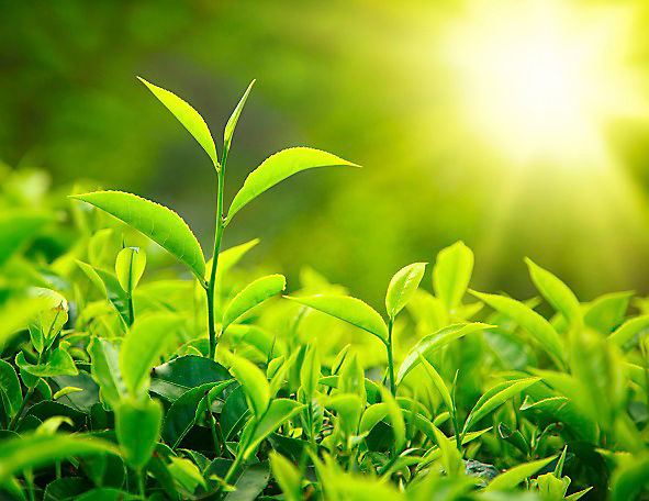 neem oil is a brilliant botanical to eradicate bad breath