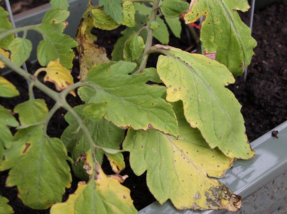 how to fix yellow leaves and burn spots on tomatoes