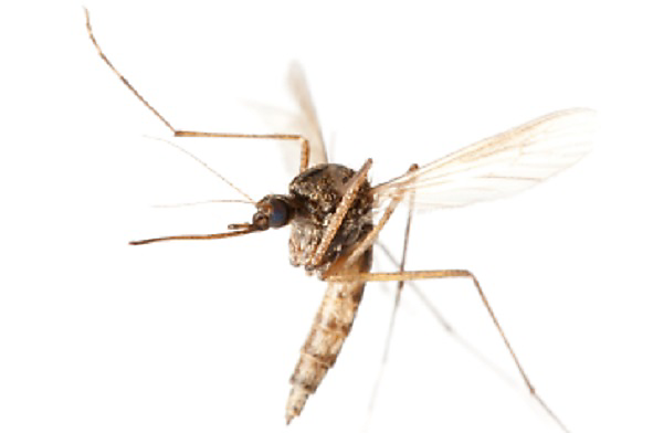 neem oil keeps mosquitoes away