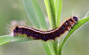 How To Tell Good Caterpillars From Bad Caterpillars