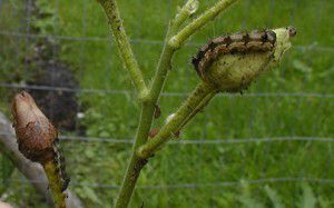 How To Tell Good Caterpillars From Bad Caterpillars