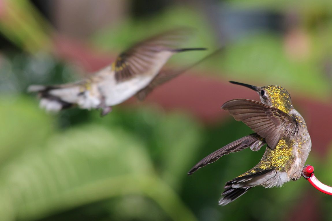 ruby-throated hummingbirds fighting over feeder