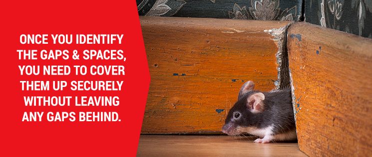 How to Keep Mice Out of Your RV