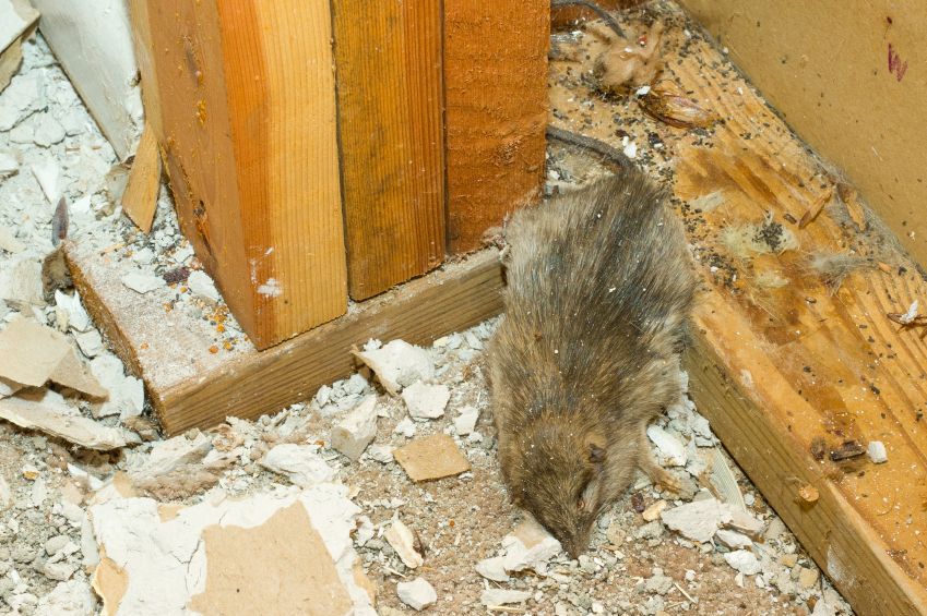 How To Get Rid Of Dead Mouse Smell In Your House